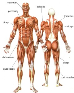 muscles-of-the-body-